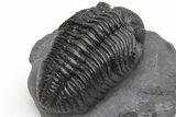 Huge Phacopid (Drotops) Trilobite - Excellent Eye Detail #230486-5